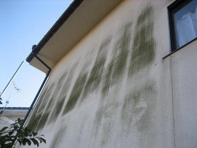 130216外壁カビ写真 | 富士市、富士宮市、山梨県の外壁塗装・屋根塗装なら伊藤文義塗装店にお任せ下さい